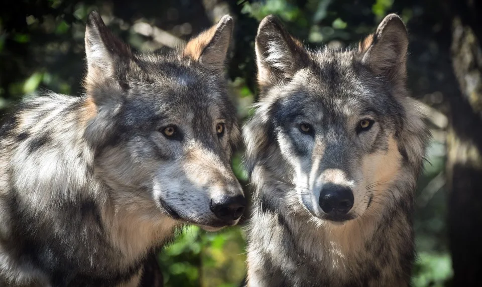 Marius Wolf: Heimkehr nach Augsburg – Ein Wolf im neuen Rudel!