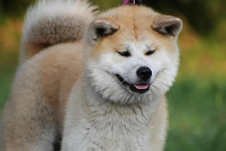 Mucki sucht ein liebevolles Zuhause: Charmante Akita Inu-Hündin bereit!