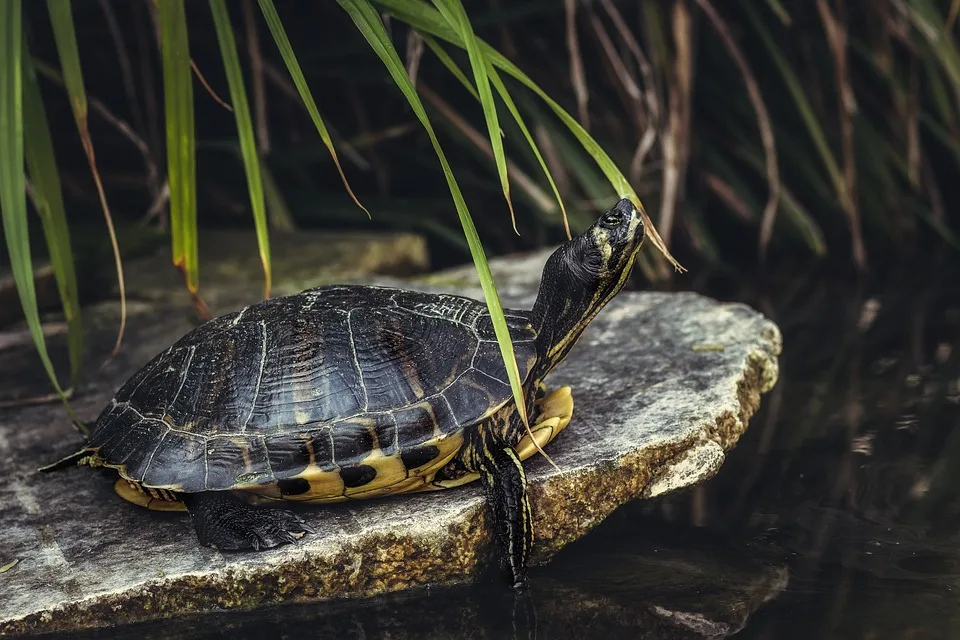 Polizei sucht vermisste Schildkröte Günther in Schwandorf – Hinweise erbeten!