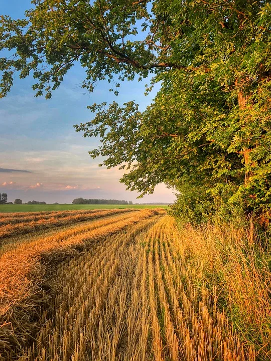 Prignitzer Ernte 2023: Licht und Schatten bei Qualität und Ertrag