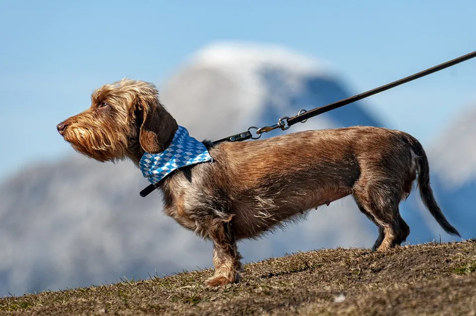 Recklinghausen: Polizei sucht Zeugen nach tödlichem Hundeunfall