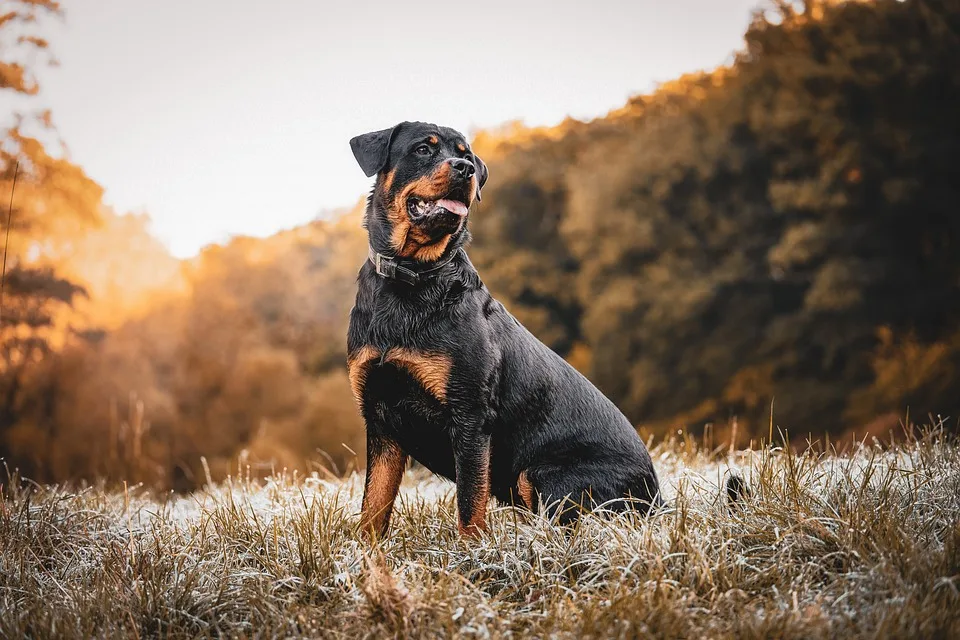 Rottweiler Maximus sucht ein liebevolles Zuhause in Nürnberg!