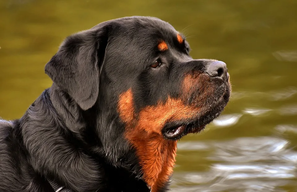 Rottweils Freibad begeistert mit 80.000 Besucher: Ein Tag voller Freude!