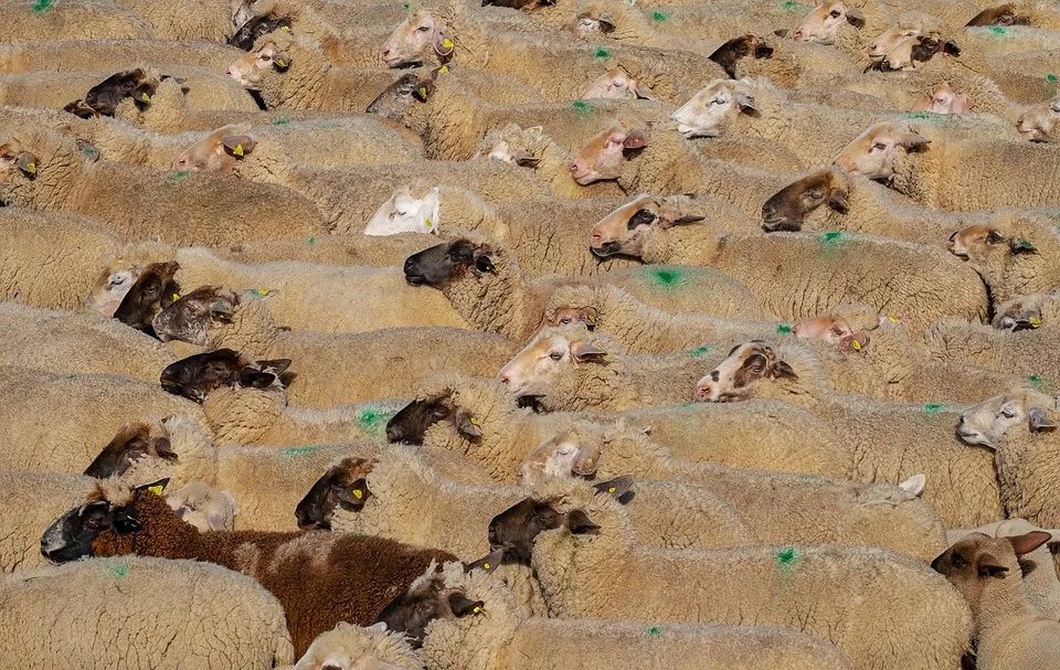 Schock für Landwirte: Hunderte Tiere sterben in Stade an Blauzungenkrankheit!