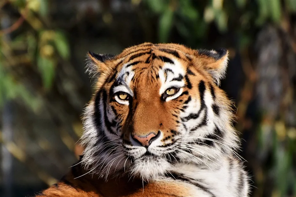 Schwerer Tigerangriff im Dreamworld: Tierpflegerin verletzt ins Krankenhaus