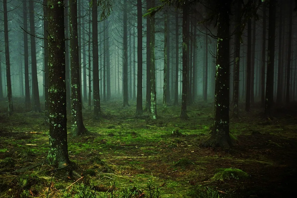 Sensationell! Der älteste Wald der Welt entdeckt in NRW!