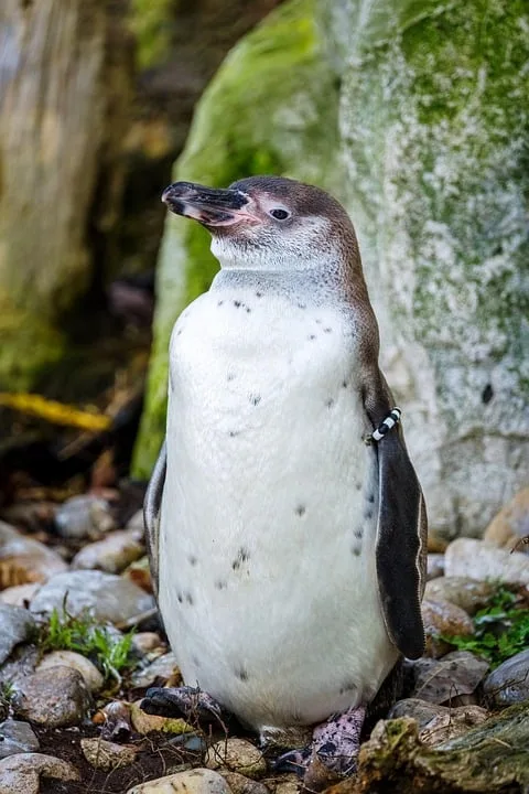 Spreewelten-Pinguindame Mila: Neues Kapitel für Artenschutz in Lübbenau