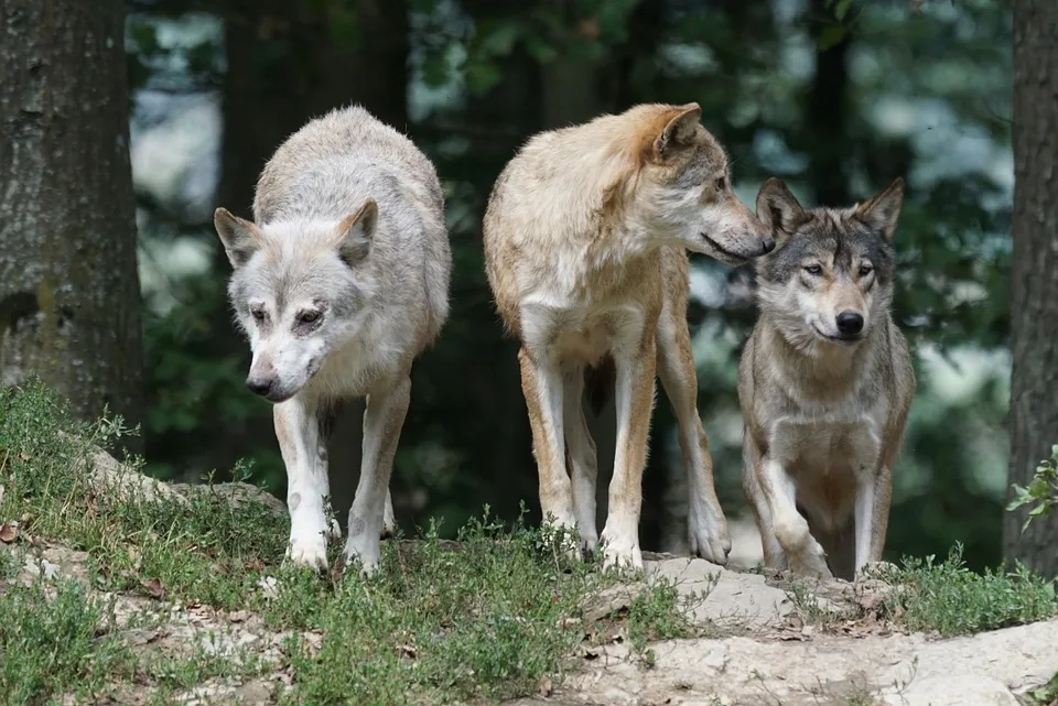 Steigende Kosten für Wolfsmanagement in Rheinland-Pfalz: Ein Überblick