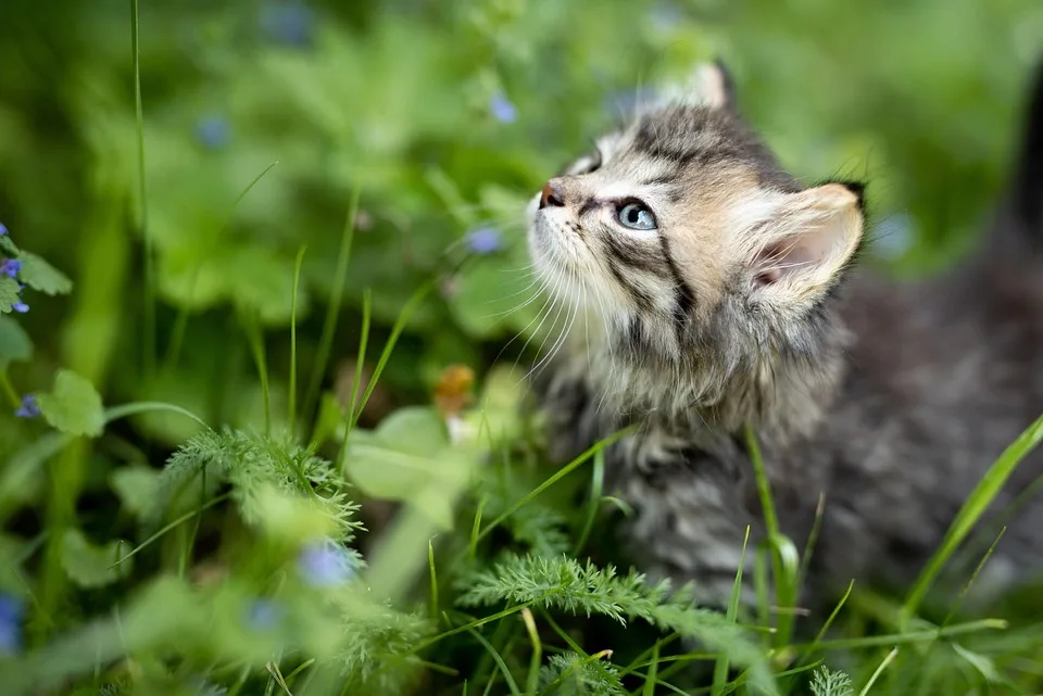 Süße Kitten dringend hungrig! Spenden Sie jetzt Futter für die Tiere!