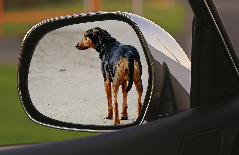 Tierquälerei auf der Autobahn: Ferkel im heißen Transporter gerettet