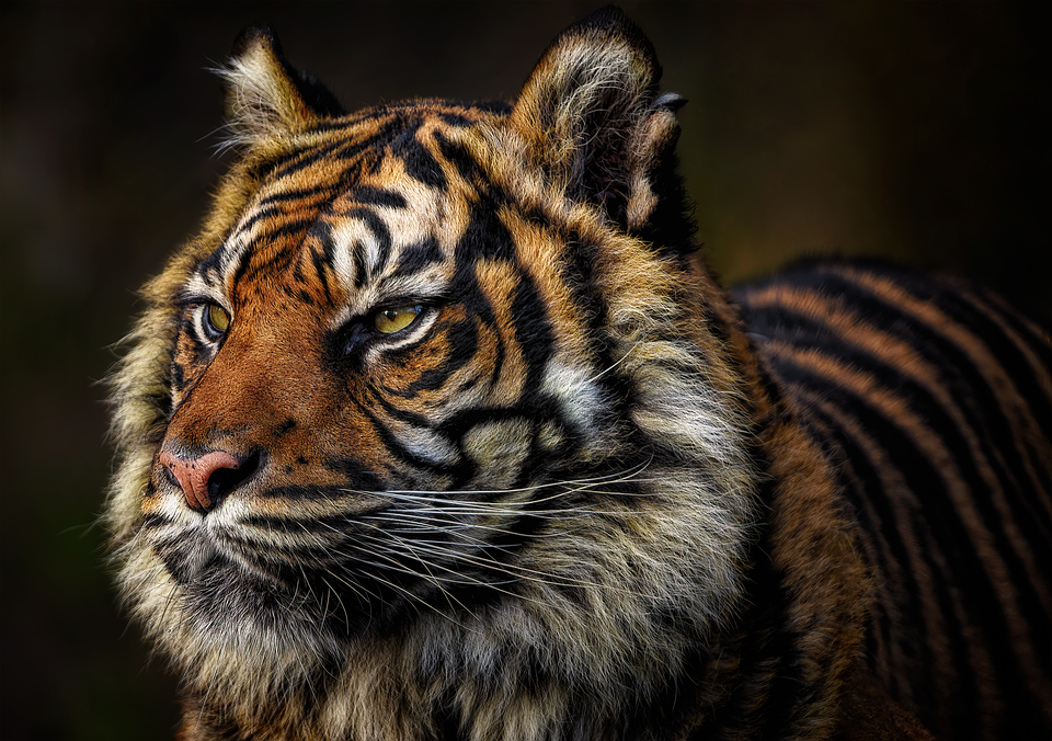 Tigerangriff im Freizeitpark: Pflegerin schwer verletzt in Dreamworld