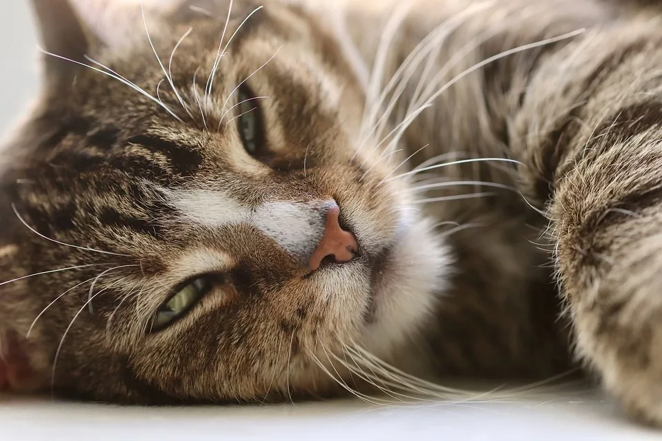 Tigger sucht ein ruhiges Zuhause: Der charmante Kater mit Geschichte!