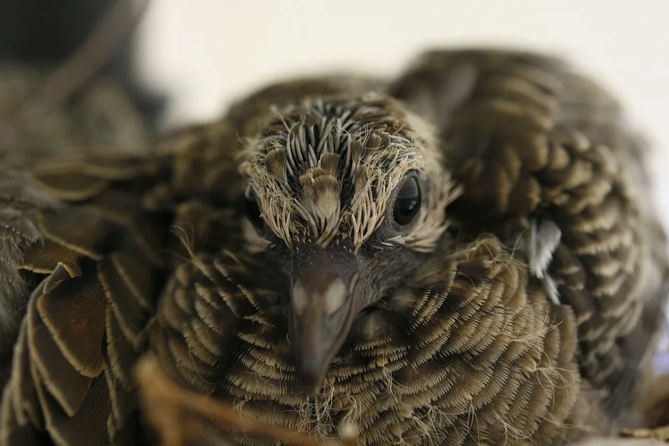 Trauerfeier für Maori-König: Ein neues Kapitel mit Tochter als Nachfolgerin