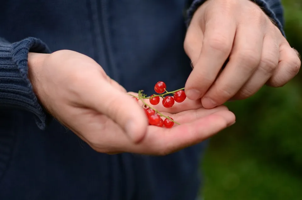 Traurige Wende: Bio-Supermarkt Erdkorn in Kiel schließt seine Türen!