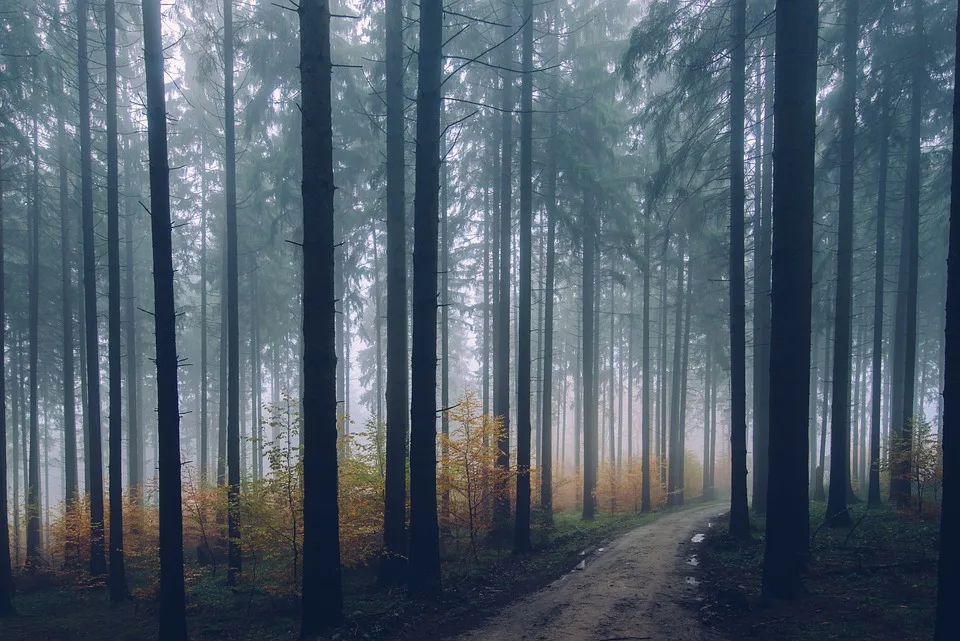 Umweltskandal in Nordhausen: Jäger entdeckt 100 Asbestplatten im Wald