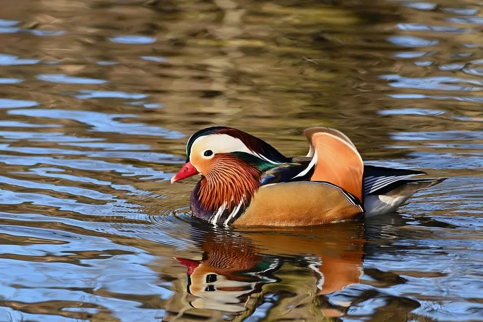 Vogelgrippe in Zarnewanz: Junge Enten bringen Hoffnung für den Weihnachtsverkauf