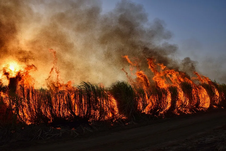 Waldbrände in Portugal: Flammen wüten über 106.000 Hektar und fordern Todesopfer!