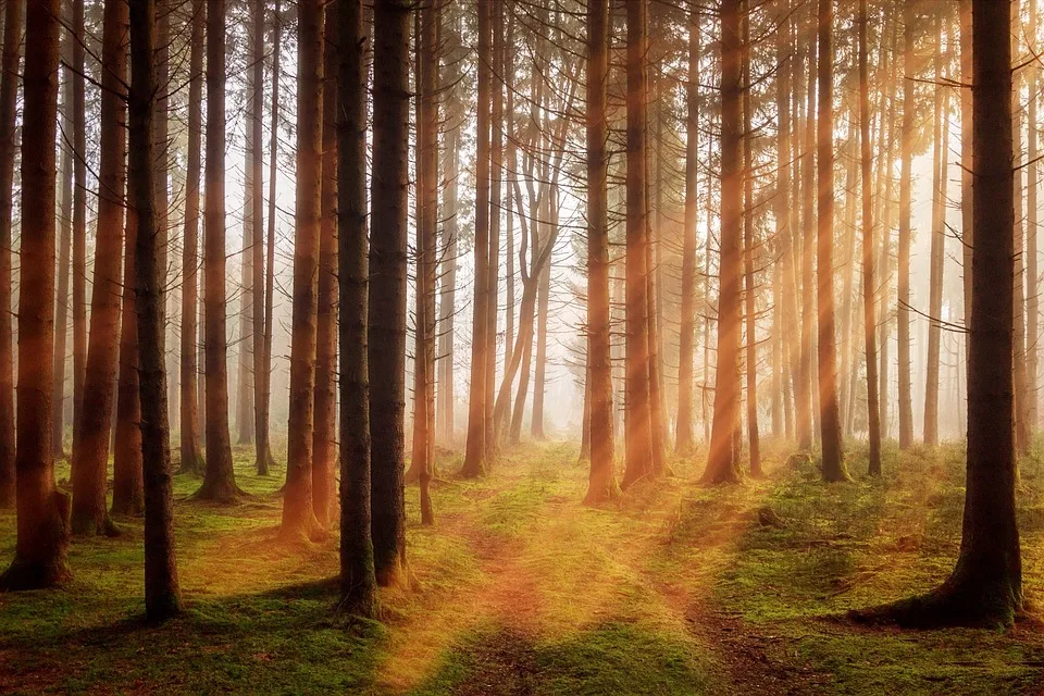 Waldbrand am Brocken: Zeugen gesucht – Wandersleute im Fokus!