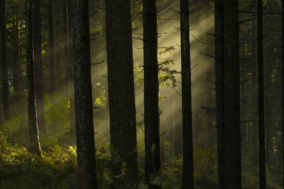 Waldbrand im Harz: Feuerwehr kämpft gegen Flammen am Brocken!