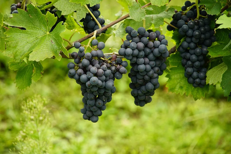 Weinernte 2024 beginnt: Auf gutes Wetter für hochwertige Trauben hoffen!