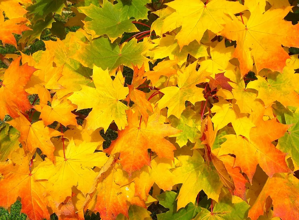 Weinheimer Herbst: Zwei Tage voller Genuss und Spaß für die ganze Familie