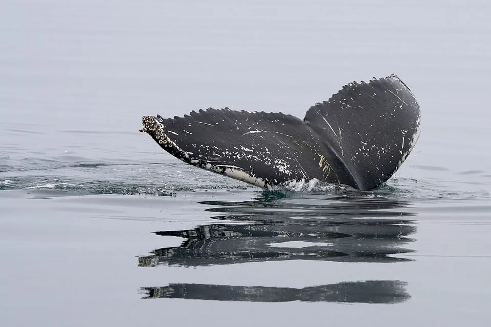 Whale TV: Neues Kapitel für das beliebte TV-Betriebssystem!