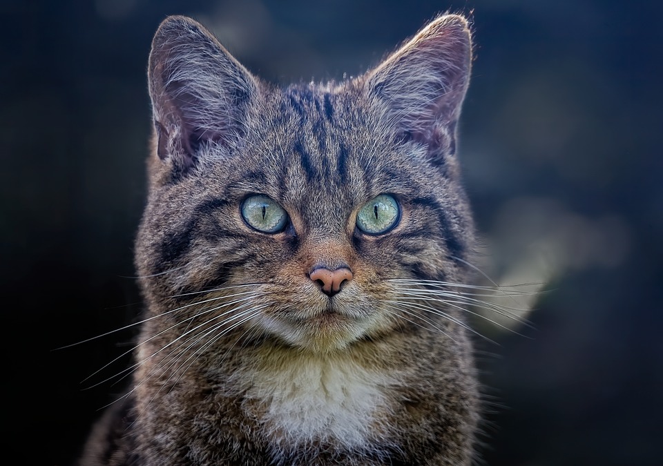 Wildcats verabschieden sich mit Emotionen und Ehrungen: Ein Saisonrückblick