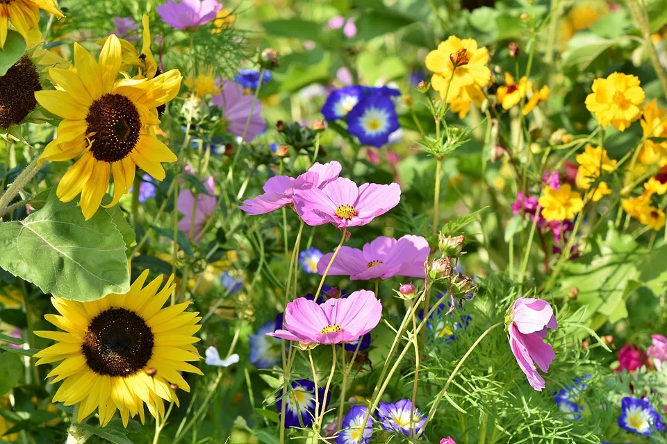 Wildpflanzen in Wesel: Schönheit oder Unfug? Die Debatte zur Gartenschau