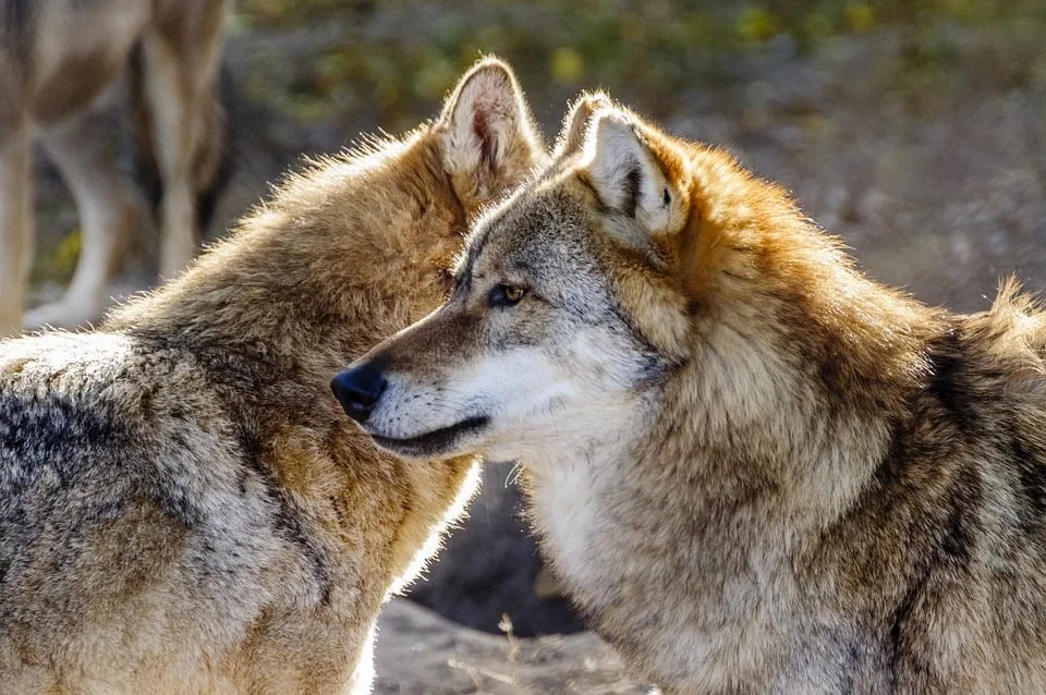 Wölfin in der Rhön erschossen: Emotionale Debatte entfacht