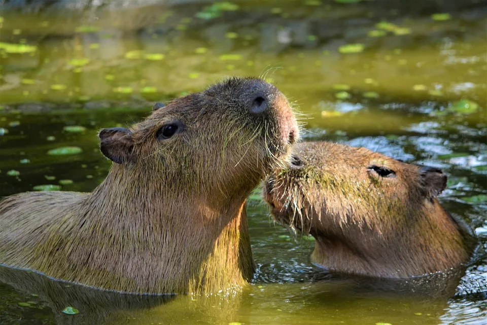 Zimt, das flüchtige Capybara: Ein Abenteuer in Telford!