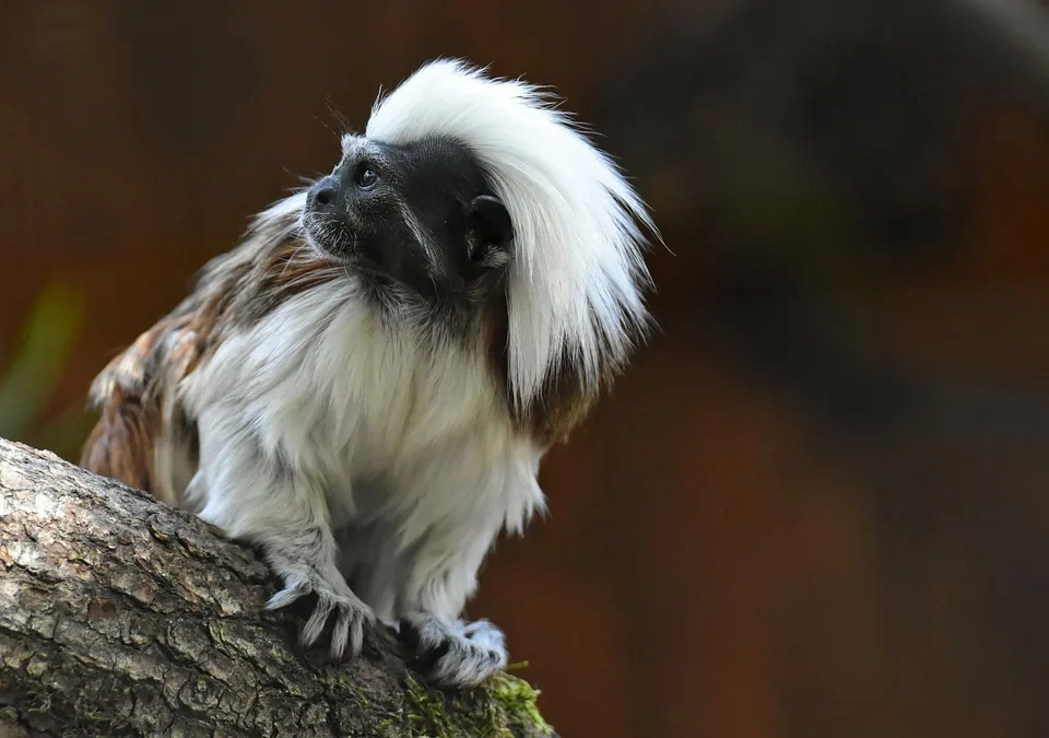 Zoo Kaiserslautern: Auf der Suche nach finanzieller Unterstützung