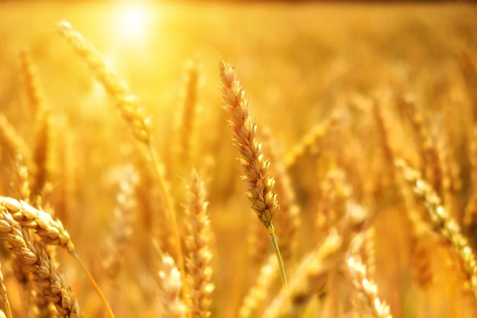 Zukunft von Glöwens Agri-Photovoltaikanlage steht auf der Kippe!