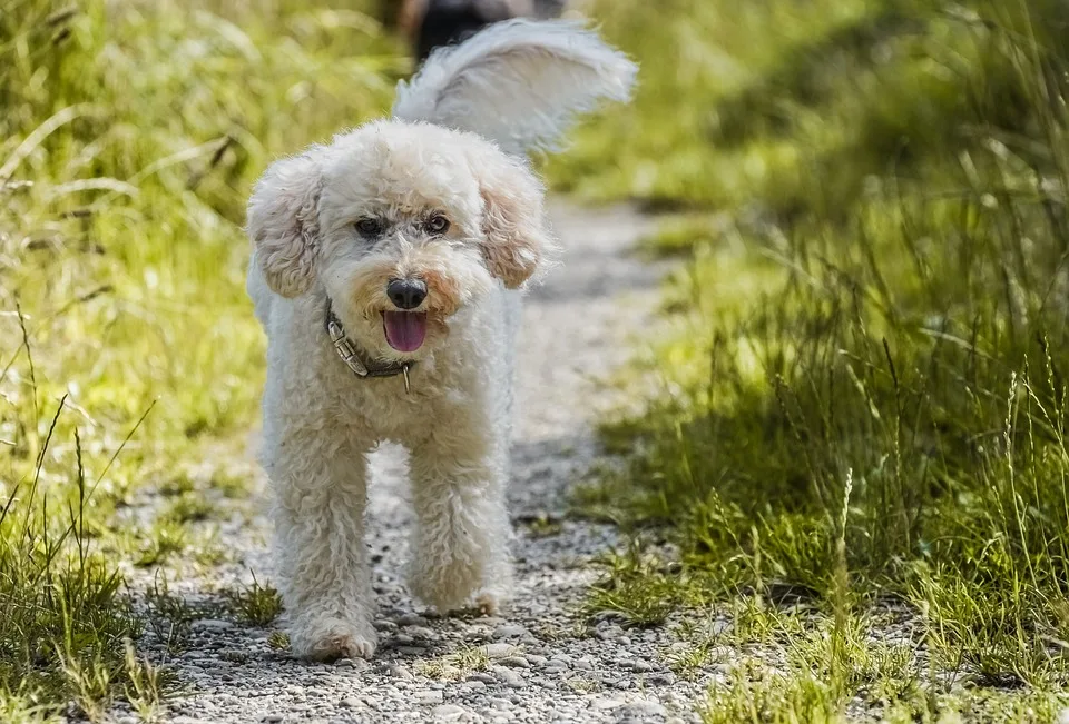 Zwergpudel angegriffen: Polizei sucht Hundebesitzer aus Gurtweil