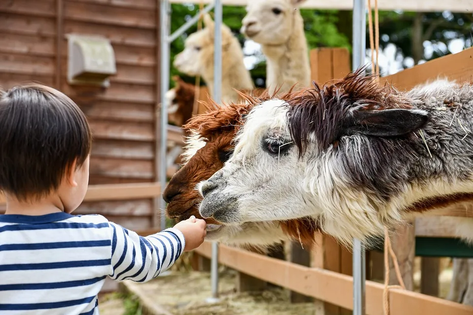 Trauer im Zoo Leipzig: Löwe Themba und Gepardin Tariro tot!