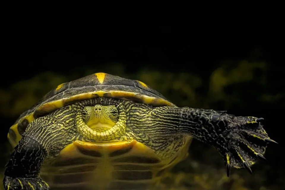 <strong>"Schildkröte im Karton: Tierschutzverstoß in Plettenberg entdeckt!"</strong>