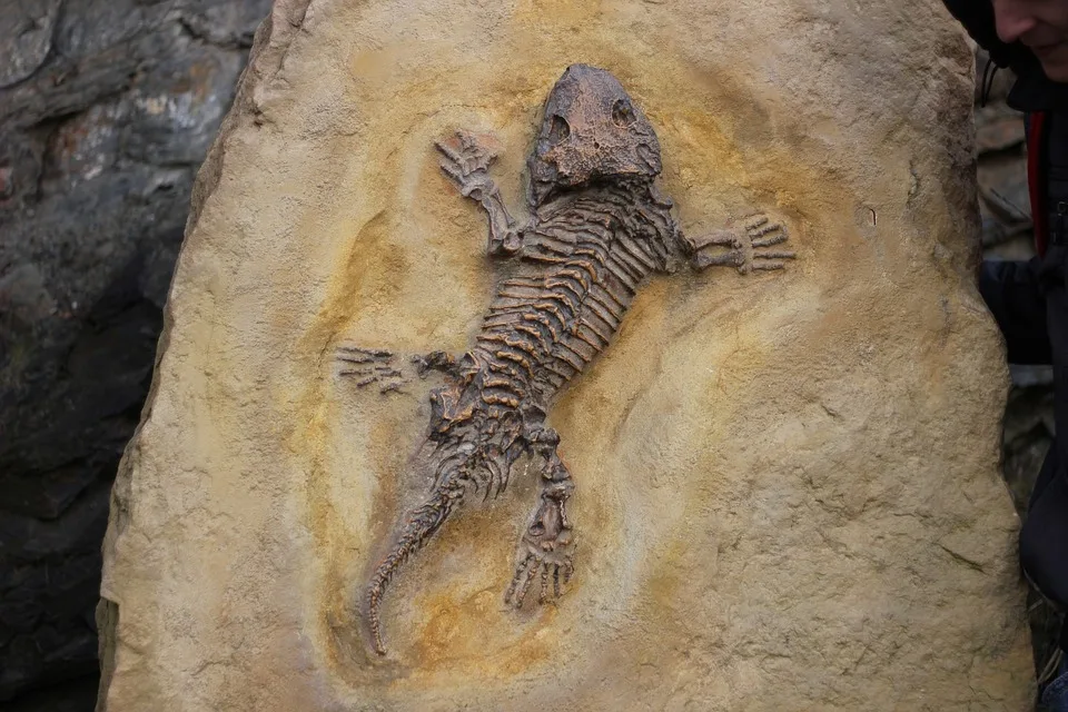 „Auf den Spuren von Mary Anning: Fossilienexpedition an der Jurassic Coast“