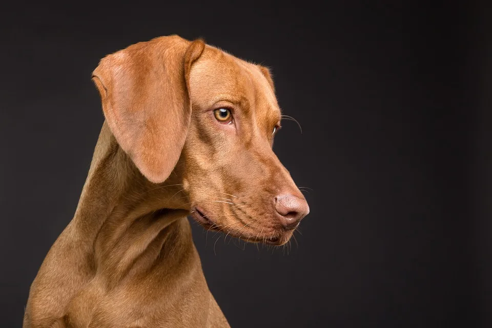 „Hunde-Hölle in Rath-Heumar: Prozess gegen Tierquäler eröffnet“